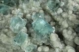 Cubic, Blue-Green Fluorite Crystals on Druzy Quartz - Fluorescent #185456-2